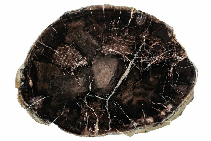 Polished Petrified Wood (Oak) Round - Swartz Canyon, Oregon #244748